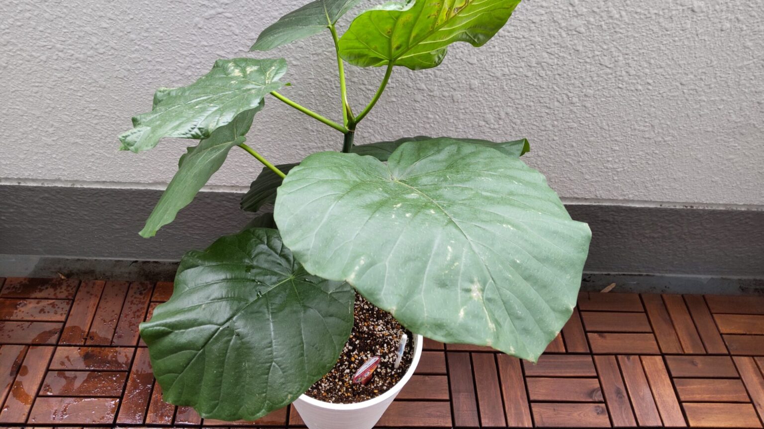 ウンベラータの植え替え後のトラブル てるみかん博士