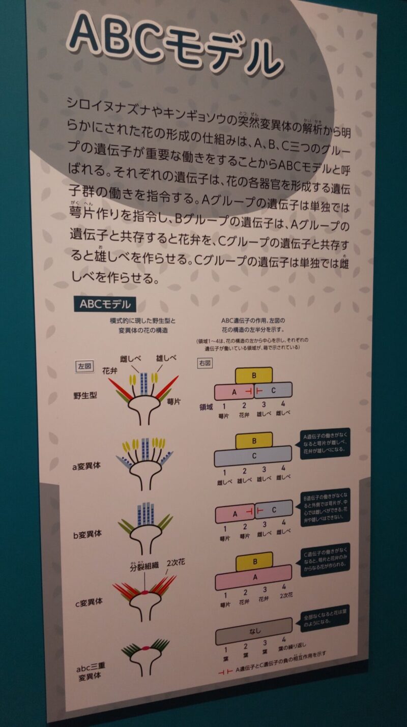 ABCモデルの説明