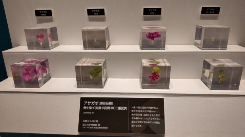 ABCモデルに基づくアサガオの展示