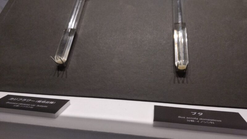 カリフラワーとブタのDNA