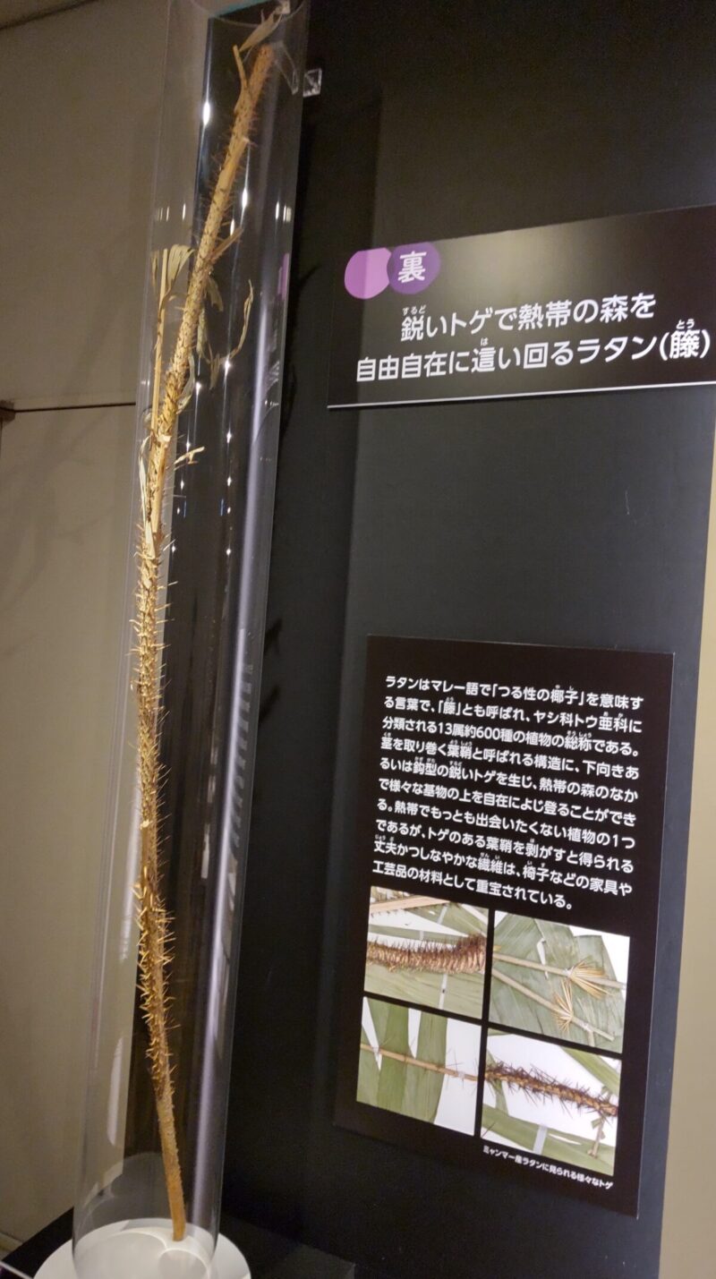 植物のラタン