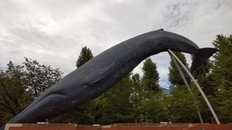国立科学博物館のクジラ
