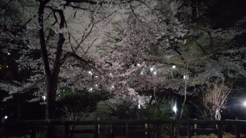 井の頭公園の桜を背景に