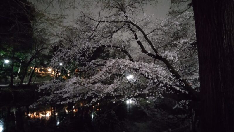 井の頭公園の夜の桜