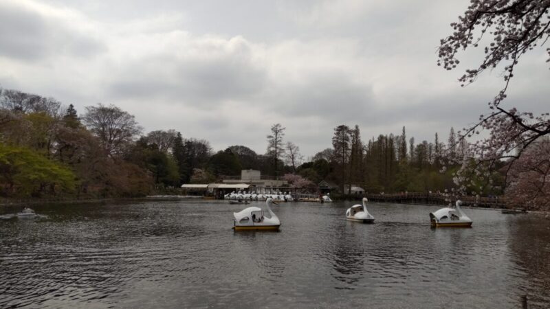 井の頭公園の池とボート