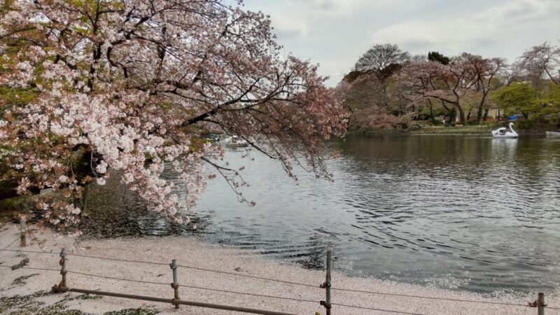 井の頭公園の桜いかだ