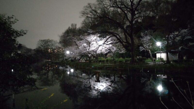 井の頭公園のライトアップされた桜