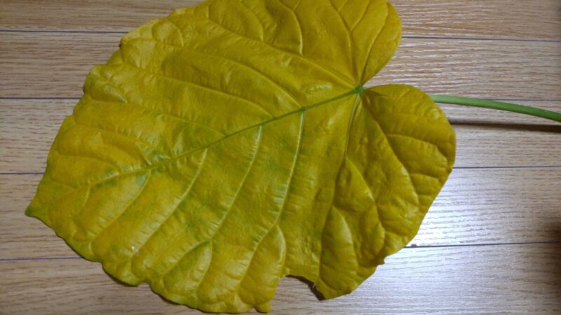 ウンベラータの黄色くなった葉