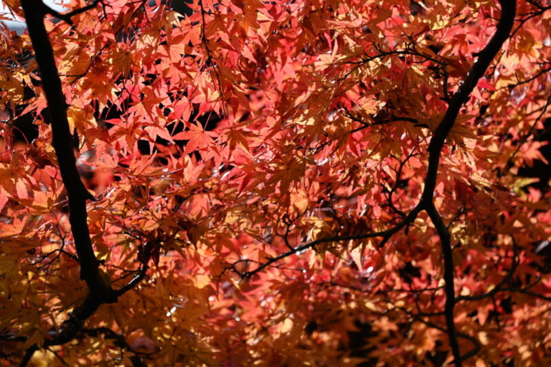 箱根美術館紅葉赤い