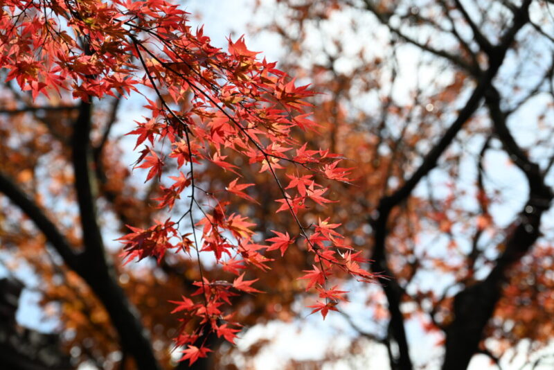 箱根美術館紅葉赤い