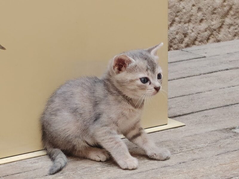 イシス神殿の中にいた猫が可愛すぎでした。